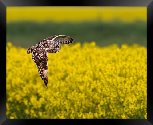 Short - Eared Owl Framed Print by Don Davis