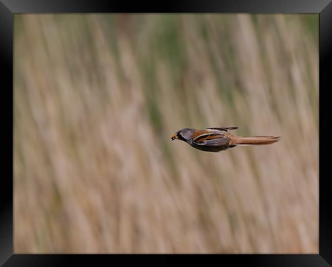 Bearded Tit Framed Print by Don Davis