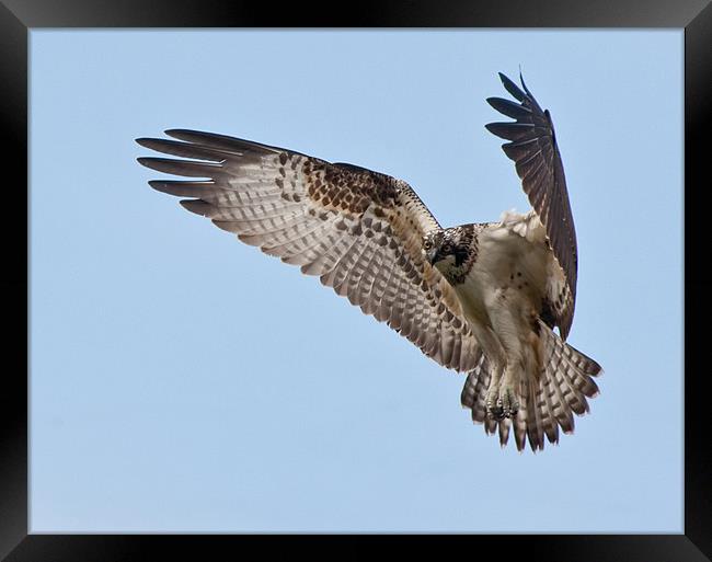 Osprey Hovering. Framed Print by Don Davis