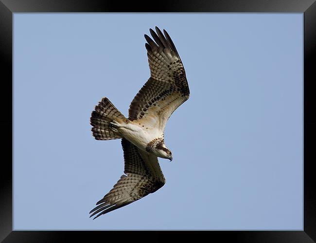 Osprey Framed Print by Don Davis