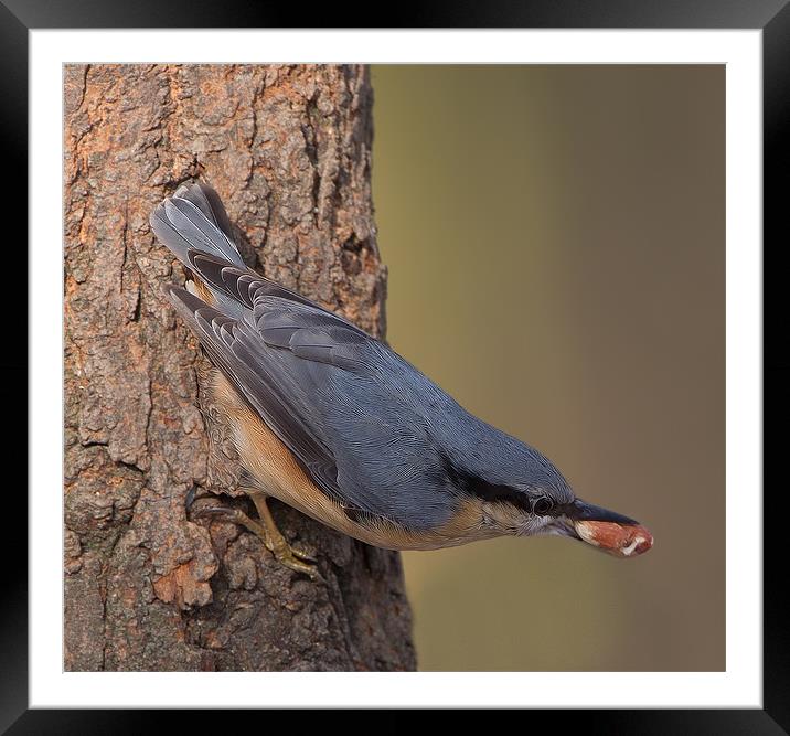 Nuthatch Framed Mounted Print by Don Davis