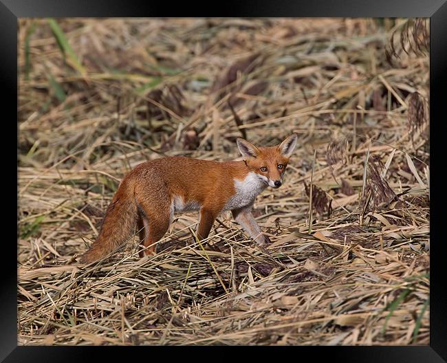 Fox Framed Print by Don Davis