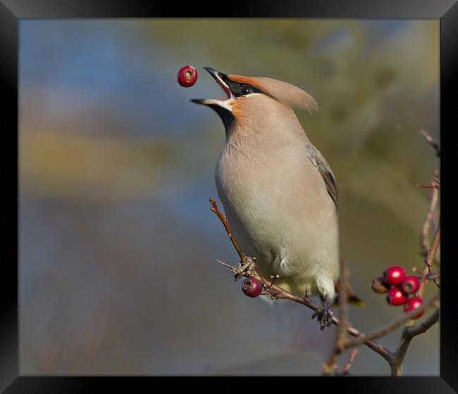Waxwing Framed Print by Don Davis