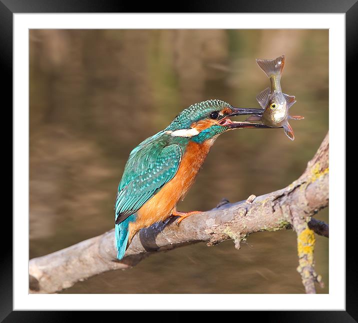Kingfisher / Perch Framed Mounted Print by Don Davis