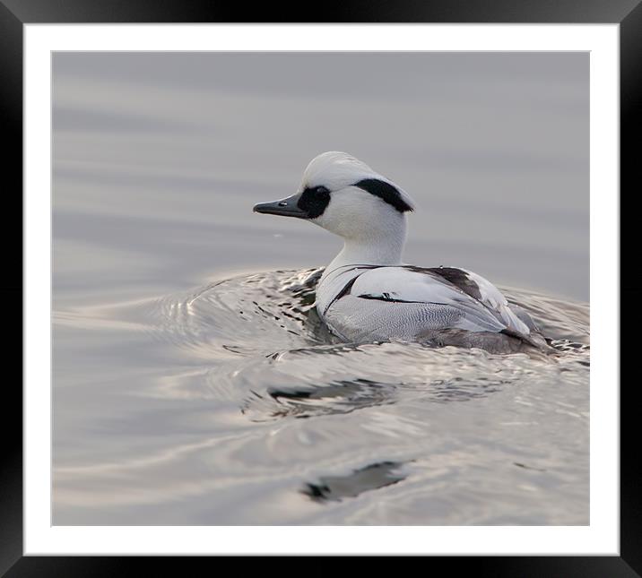 Smew Framed Mounted Print by Don Davis