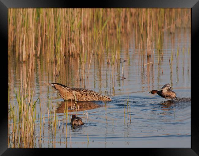 Bittern / Little Grebes. Framed Print by Don Davis