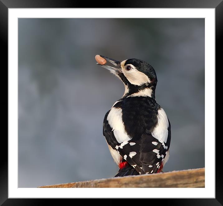 G.S.Woodpecker. Framed Mounted Print by Don Davis