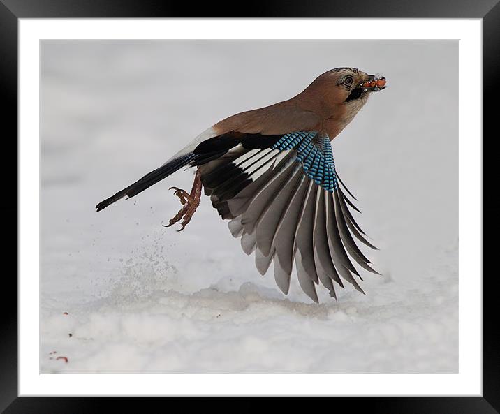 Jay Inflight. Framed Mounted Print by Don Davis