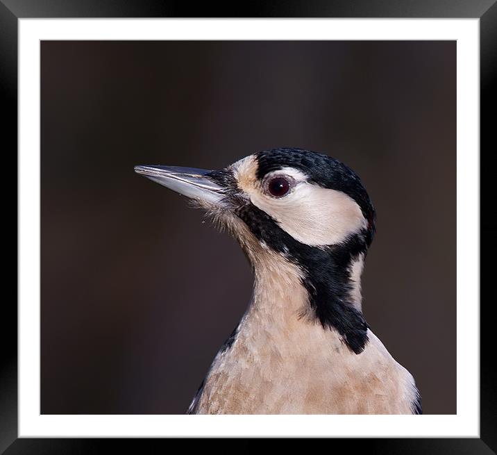 Portrait of a Pecker. Framed Mounted Print by Don Davis