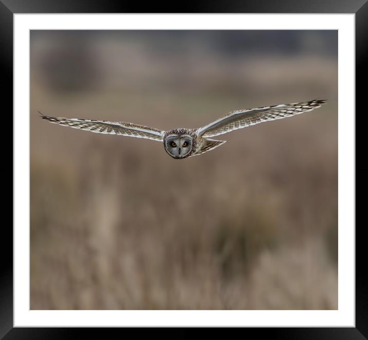 Short - Eared Owl. Framed Mounted Print by Don Davis