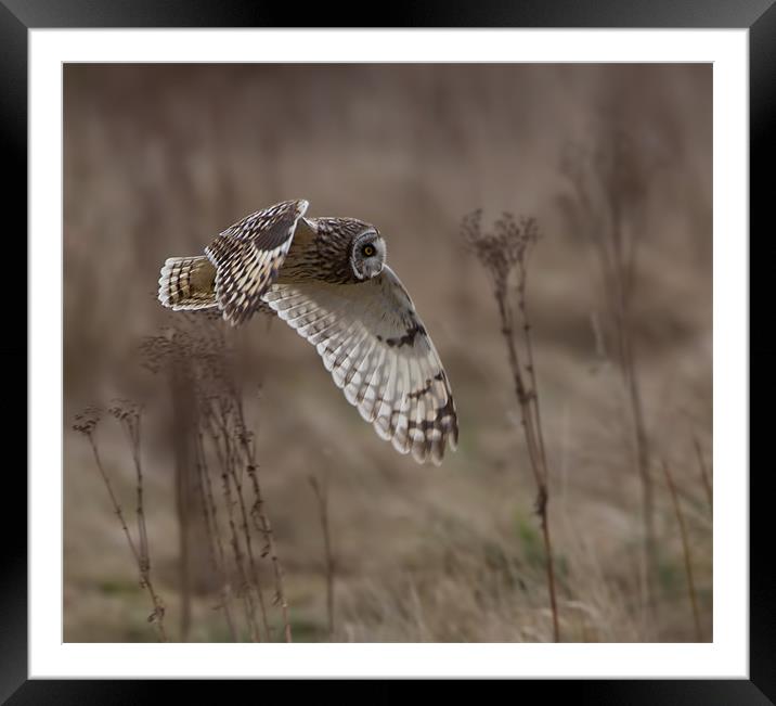 Short - Eared Owl. Framed Mounted Print by Don Davis