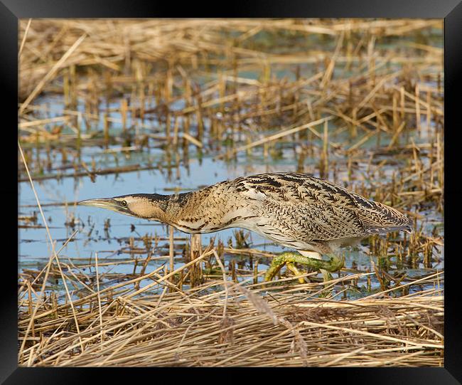 Bittern Framed Print by Don Davis