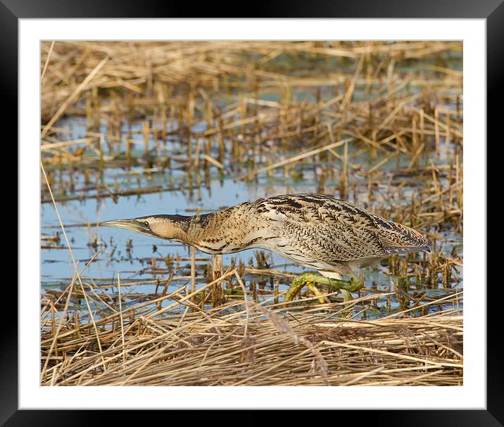 Bittern Framed Mounted Print by Don Davis