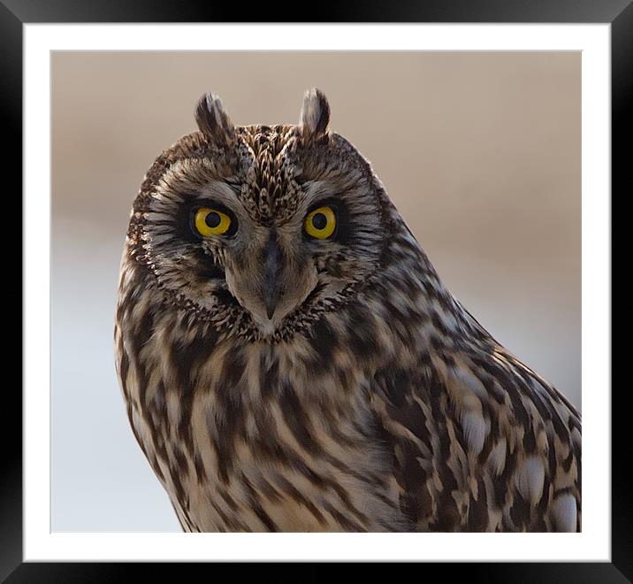 Portrait of S.E.Owl Framed Mounted Print by Don Davis