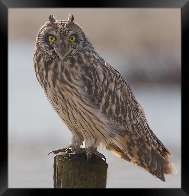 Short - Eared Owl. Framed Print by Don Davis