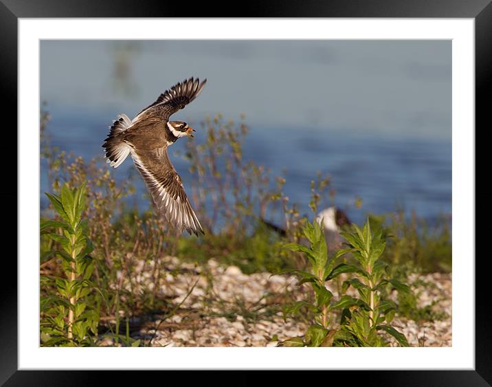 Ringed Plover Framed Mounted Print by Don Davis