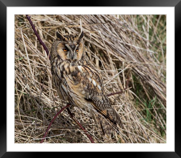  Long Eared Owl. Framed Mounted Print by Don Davis