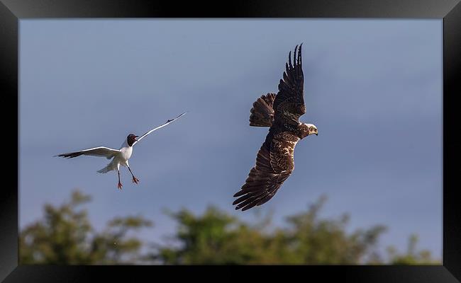  Gull / Harrier Framed Print by Don Davis