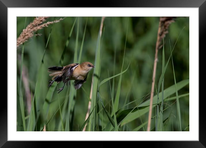 Flying through Reedbed  Framed Mounted Print by Don Davis