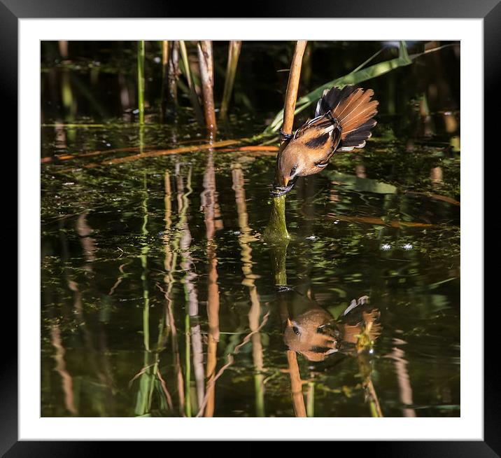  On Reflection Framed Mounted Print by Don Davis