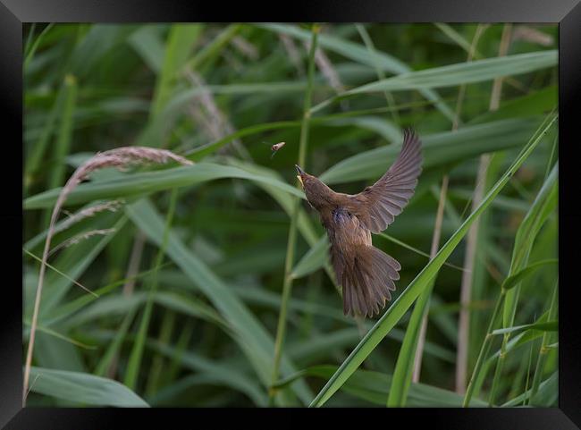  Reed Warbler about to have lunch Framed Print by Don Davis