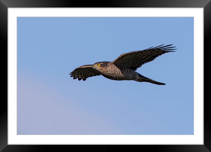 Sparrowhawk Framed Mounted Print by Don Davis