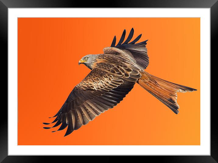 Red Kite Framed Mounted Print by Don Davis