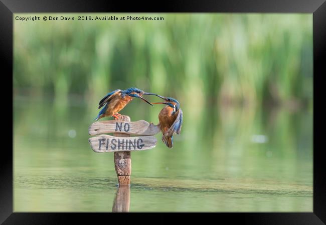 Pair of Kingfishers Framed Print by Don Davis