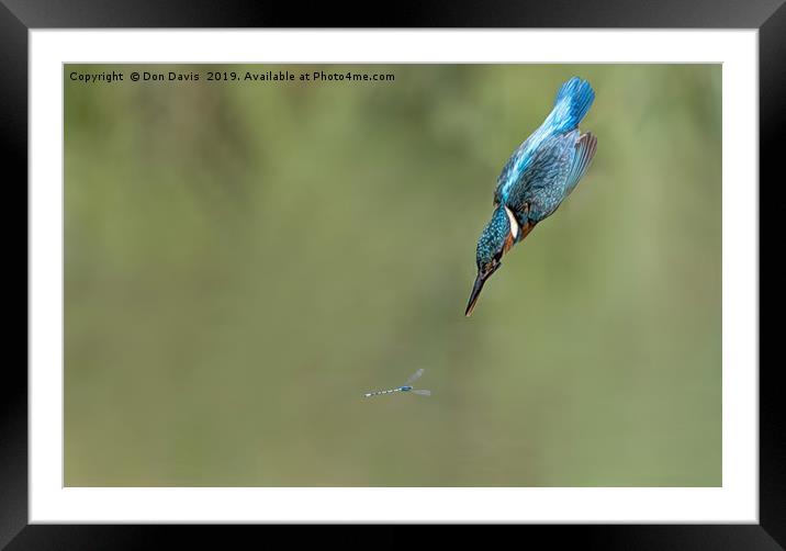 Fly Fishing Framed Mounted Print by Don Davis