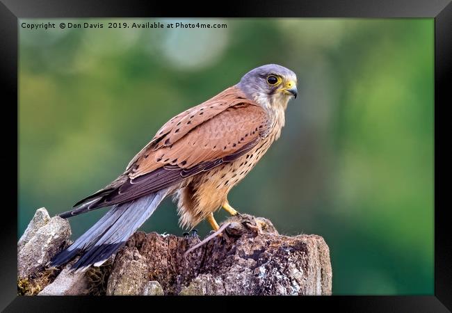 Kestrel Framed Print by Don Davis