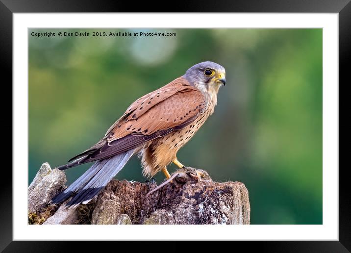 Kestrel Framed Mounted Print by Don Davis