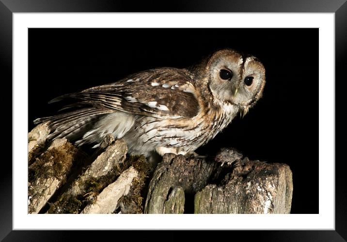 Tawny with Prey. Framed Mounted Print by Don Davis
