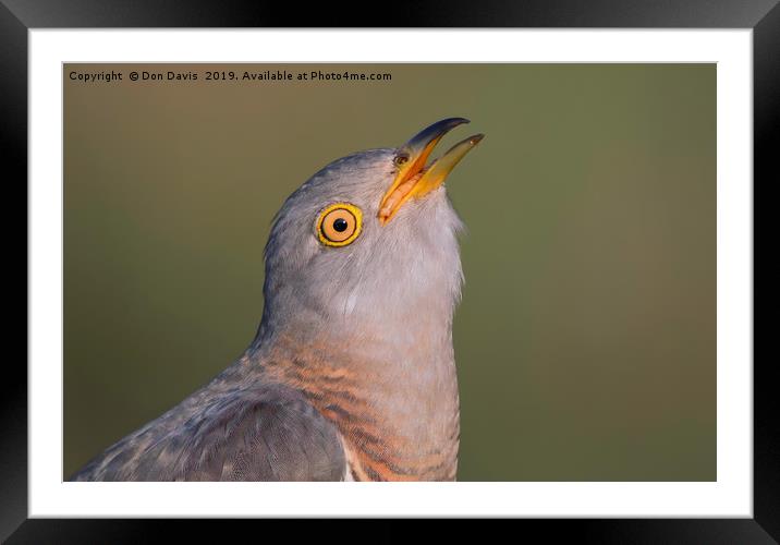 Cuckoo Framed Mounted Print by Don Davis