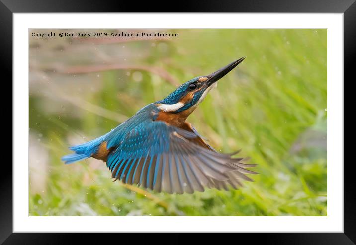 Inflight Kingfisher. Framed Mounted Print by Don Davis