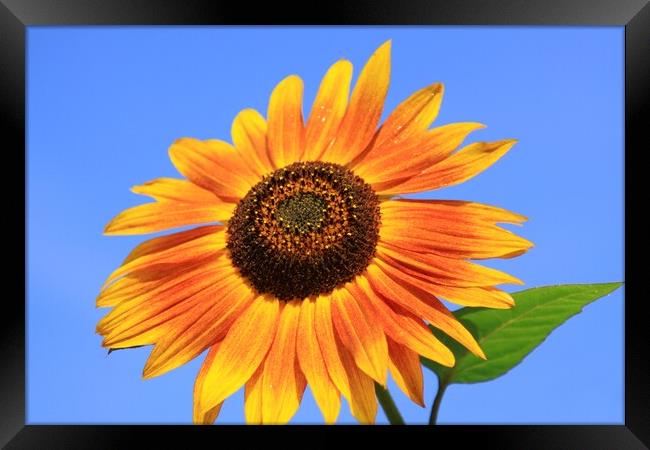 Sun Flower Framed Print by peter tachauer