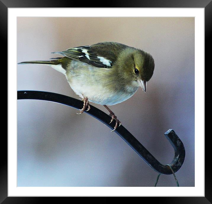 Female Chaffinch Framed Mounted Print by peter tachauer