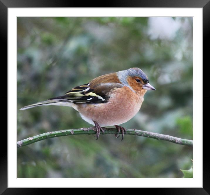 Male Chaffinch Framed Mounted Print by peter tachauer