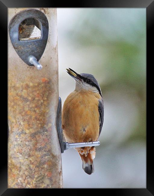 Nuthatch Framed Print by peter tachauer