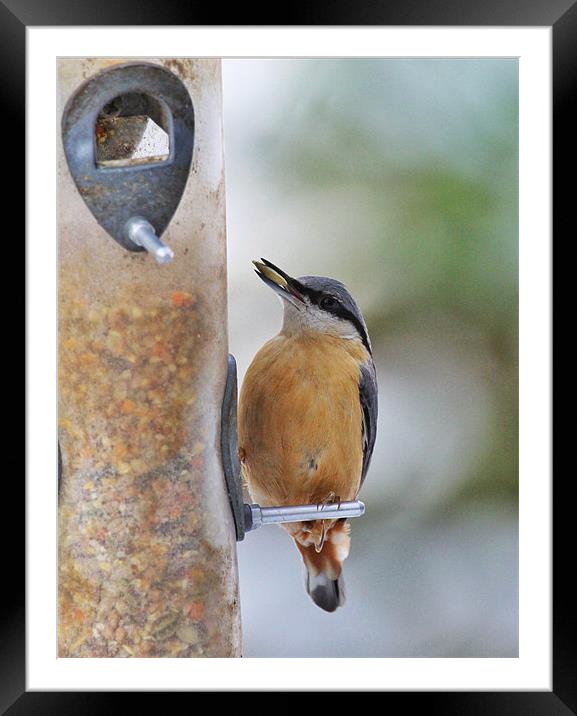 Nuthatch Framed Mounted Print by peter tachauer