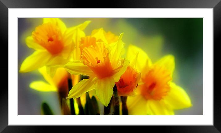 Mellow Yellow Framed Mounted Print by peter tachauer