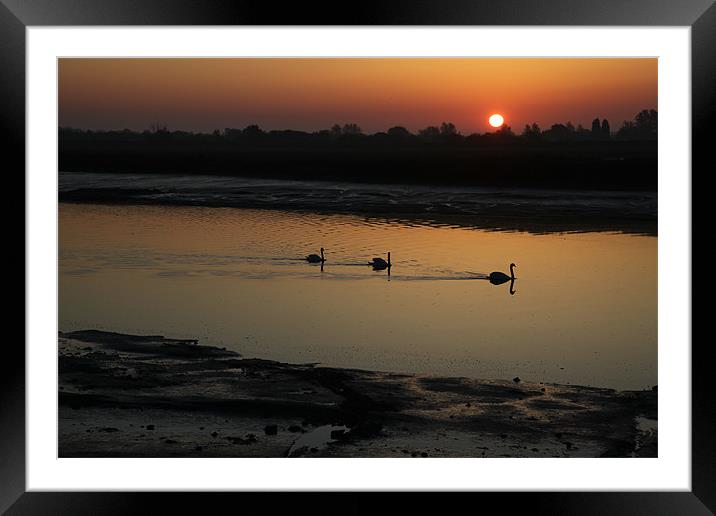 Swans on the Blackwater Framed Mounted Print by peter tachauer