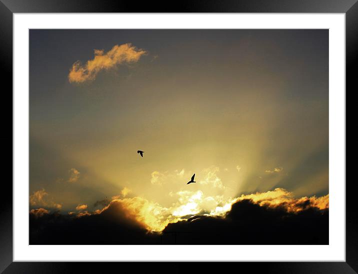 Soaring Gulls Framed Mounted Print by peter tachauer