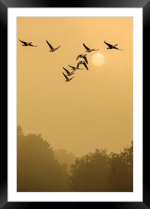  They Take Off At Dawn Framed Mounted Print by peter tachauer