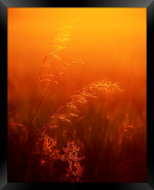 By Dawns' Early Light Framed Print by peter tachauer