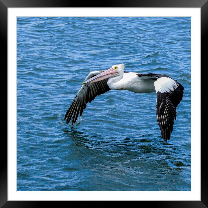 On The Wing Framed Mounted Print by peter tachauer