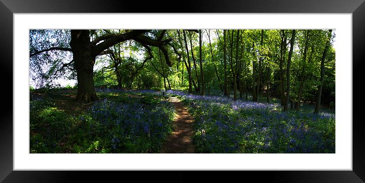 Bluebell Wood Warley Hall Framed Mounted Print by peter tachauer