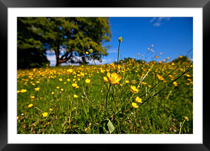 Mellow Yellow Framed Mounted Print by peter tachauer