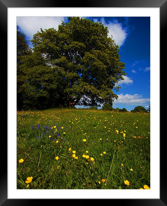 Mellow Yellow No.2 Framed Mounted Print by peter tachauer