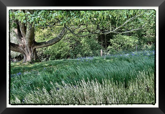 Green with a dash of Blue Framed Print by peter tachauer