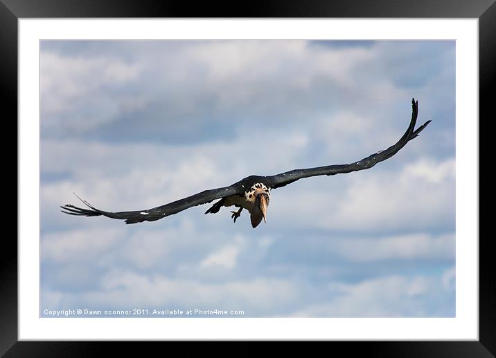 Maribou stork - Leptoptilos crumeniferus Framed Mounted Print by Dawn O'Connor